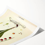 Vintage Botanical Illustration Art – Convallaria majalis Wall Art