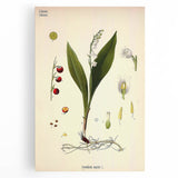 Vintage Botanical Illustration Art – Convallaria majalis Wall Art