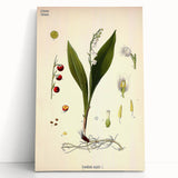 Vintage Botanical Illustration Art – Convallaria majalis Wall Art