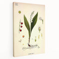 Vintage Botanical Illustration Art – Convallaria majalis Wall Art