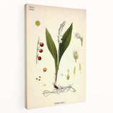 Vintage Botanical Illustration Art – Convallaria majalis Wall Art