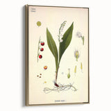 Vintage Botanical Illustration Art – Convallaria majalis Wall Art