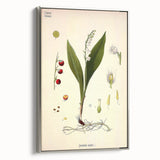 Vintage Botanical Illustration Art – Convallaria majalis Wall Art