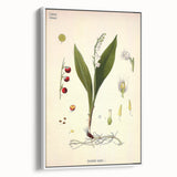 Vintage Botanical Illustration Art – Convallaria majalis Wall Art
