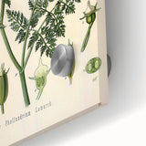 Vintage Botanical Illustration Art – Oenanthe phellandrium Wall Art