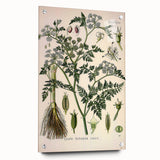 Vintage Botanical Illustration Art – Oenanthe phellandrium Wall Art