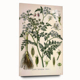Vintage Botanical Illustration Art – Oenanthe phellandrium Wall Art