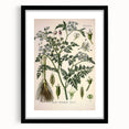 Vintage Botanical Illustration Art – Oenanthe phellandrium Wall Art