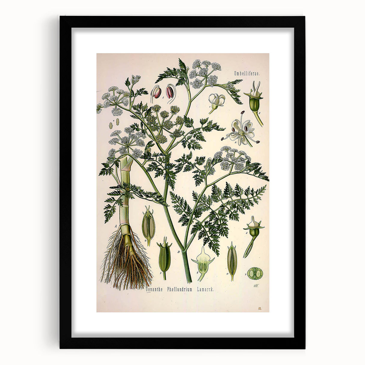 Vintage Botanical Illustration Art – Oenanthe phellandrium Wall Art
