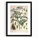 Vintage Botanical Illustration Art – Oenanthe phellandrium Wall Art