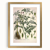 Vintage Botanical Illustration Art – Oenanthe phellandrium Wall Art
