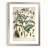 Vintage Botanical Illustration Art – Oenanthe phellandrium Wall Art