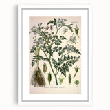 Vintage Botanical Illustration Art – Oenanthe phellandrium Wall Art
