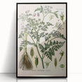 Vintage Botanical Illustration Art – Oenanthe phellandrium Wall Art