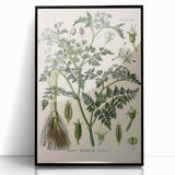 Vintage Botanical Illustration Art – Oenanthe phellandrium Wall Art