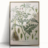 Vintage Botanical Illustration Art – Oenanthe phellandrium Wall Art