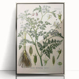 Vintage Botanical Illustration Art – Oenanthe phellandrium Wall Art