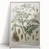 Vintage Botanical Illustration Art – Oenanthe phellandrium Wall Art