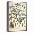 Vintage Botanical Illustration Art – Oenanthe phellandrium Wall Art