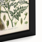 Vintage Botanical Illustration Art – Oenanthe phellandrium Wall Art