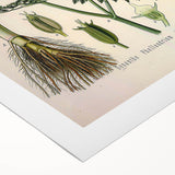 Vintage Botanical Illustration Art – Oenanthe phellandrium Wall Art
