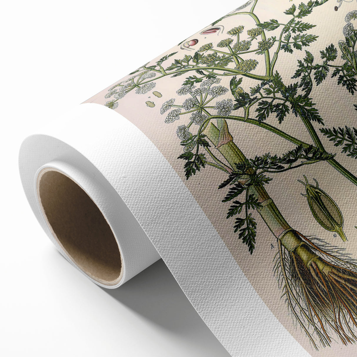 Vintage Botanical Illustration Art – Oenanthe phellandrium Wall Art