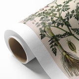 Vintage Botanical Illustration Art – Oenanthe phellandrium Wall Art