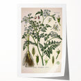 Vintage Botanical Illustration Art – Oenanthe phellandrium Wall Art