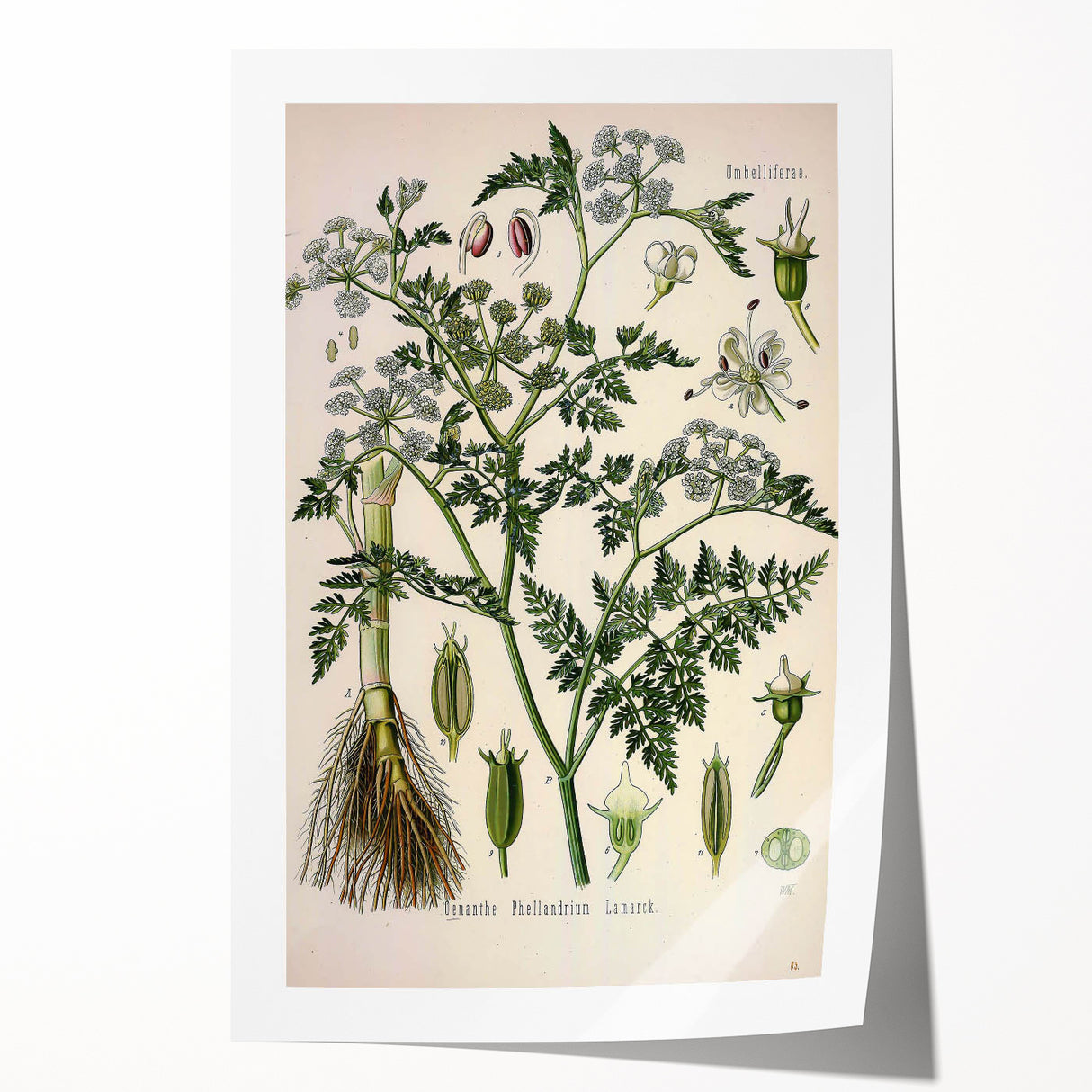 Vintage Botanical Illustration Art – Oenanthe phellandrium Wall Art