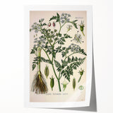 Vintage Botanical Illustration Art – Oenanthe phellandrium Wall Art