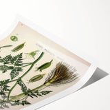 Vintage Botanical Illustration Art – Oenanthe phellandrium Wall Art