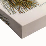 Vintage Botanical Illustration Art – Oenanthe phellandrium Wall Art