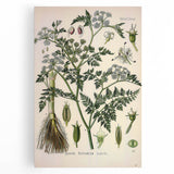 Vintage Botanical Illustration Art – Oenanthe phellandrium Wall Art