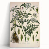Vintage Botanical Illustration Art – Oenanthe phellandrium Wall Art