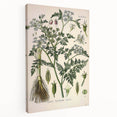 Vintage Botanical Illustration Art – Oenanthe phellandrium Wall Art