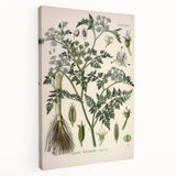 Vintage Botanical Illustration Art – Oenanthe phellandrium Wall Art