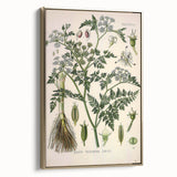 Vintage Botanical Illustration Art – Oenanthe phellandrium Wall Art