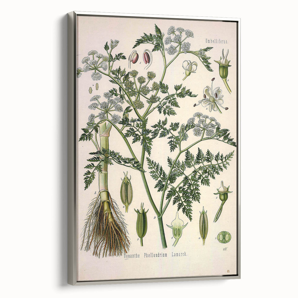 Vintage Botanical Illustration Art – Oenanthe phellandrium Wall Art