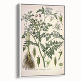 Vintage Botanical Illustration Art – Oenanthe phellandrium Wall Art