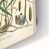 Vintage Botanical Illustration Art – Triticum repens Couch Grass Wall Art