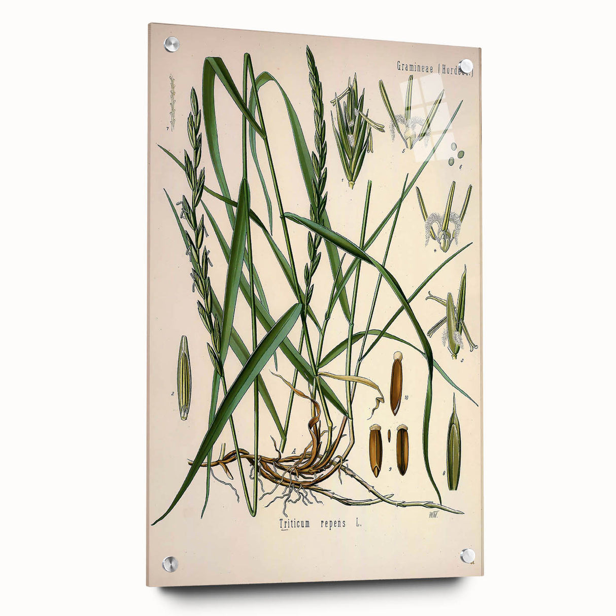 Vintage Botanical Illustration Art – Triticum repens Couch Grass Wall Art