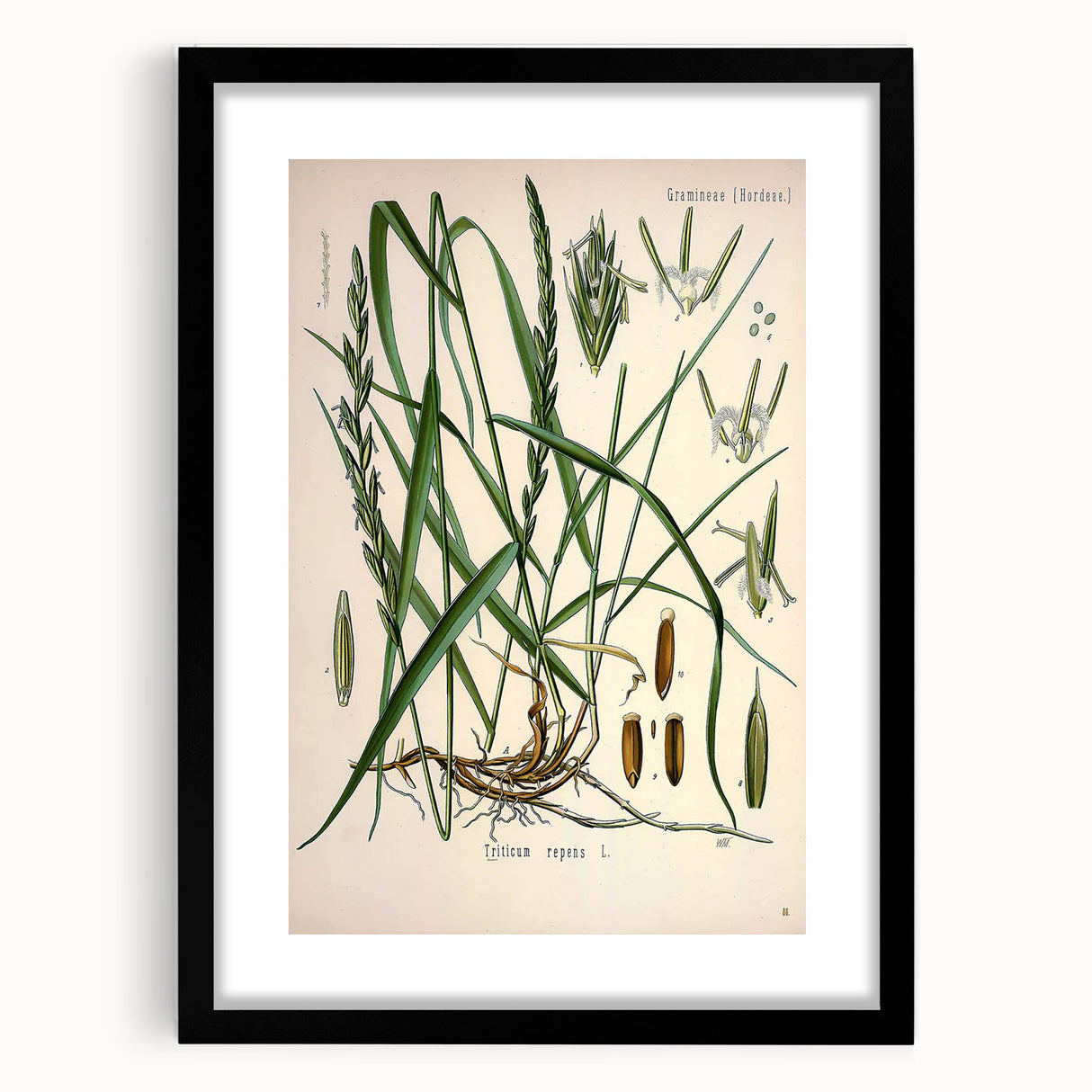 Vintage Botanical Illustration Art – Triticum repens Couch Grass Wall Art