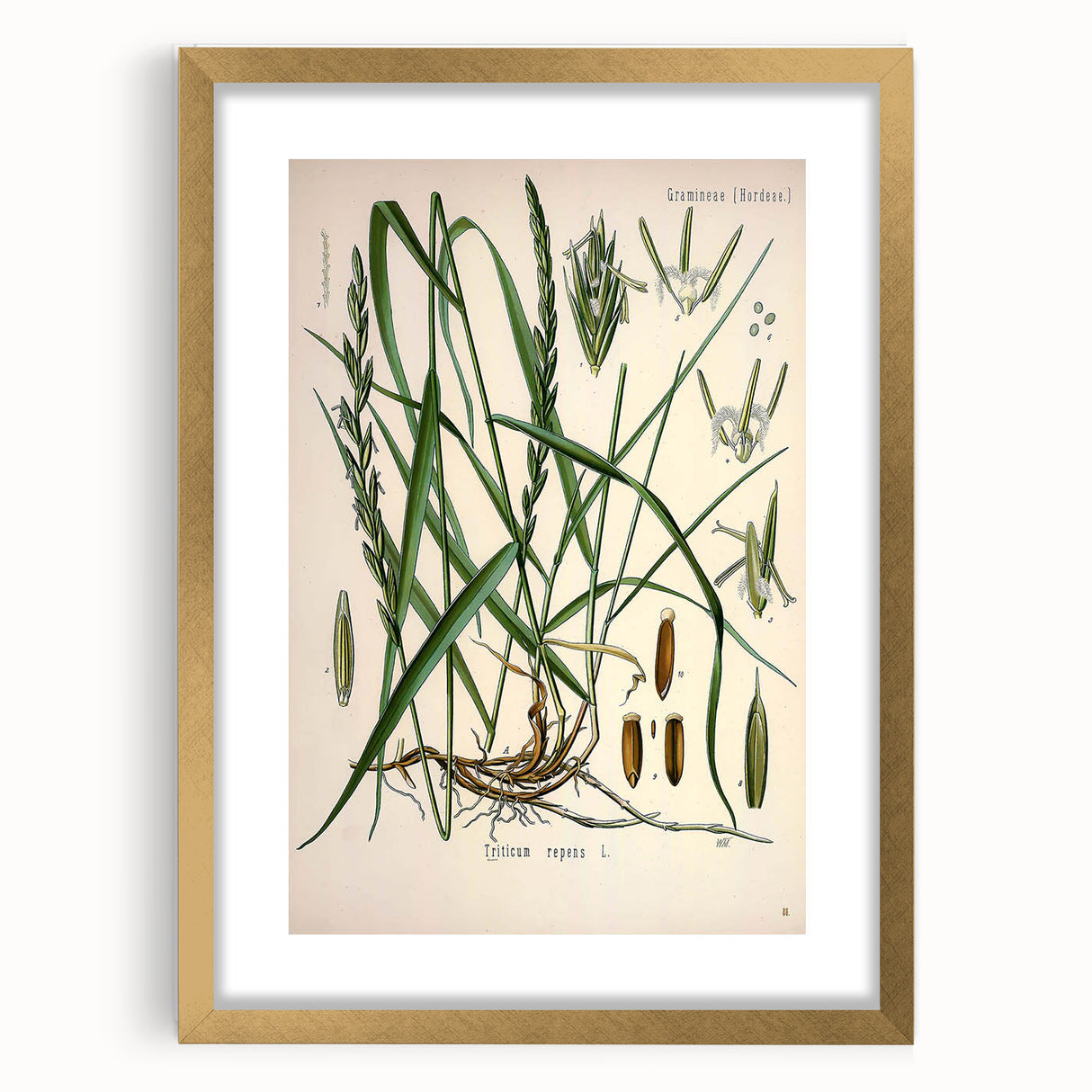 Vintage Botanical Illustration Art – Triticum repens Couch Grass Wall Art