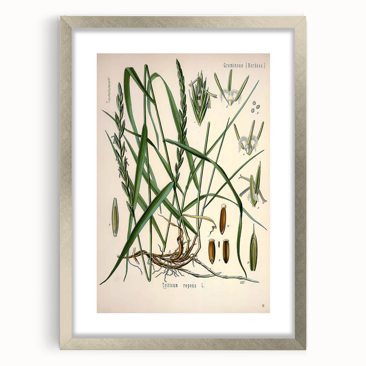 Vintage Botanical Illustration Art – Triticum repens Couch Grass Wall Art