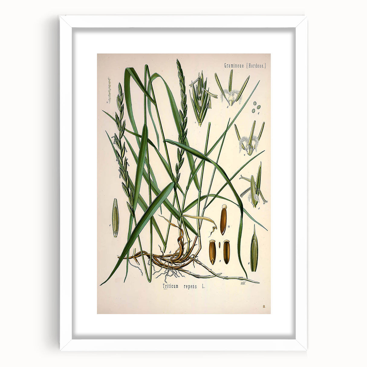 Vintage Botanical Illustration Art – Triticum repens Couch Grass Wall Art