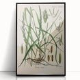 Vintage Botanical Illustration Art – Triticum repens Couch Grass Wall Art