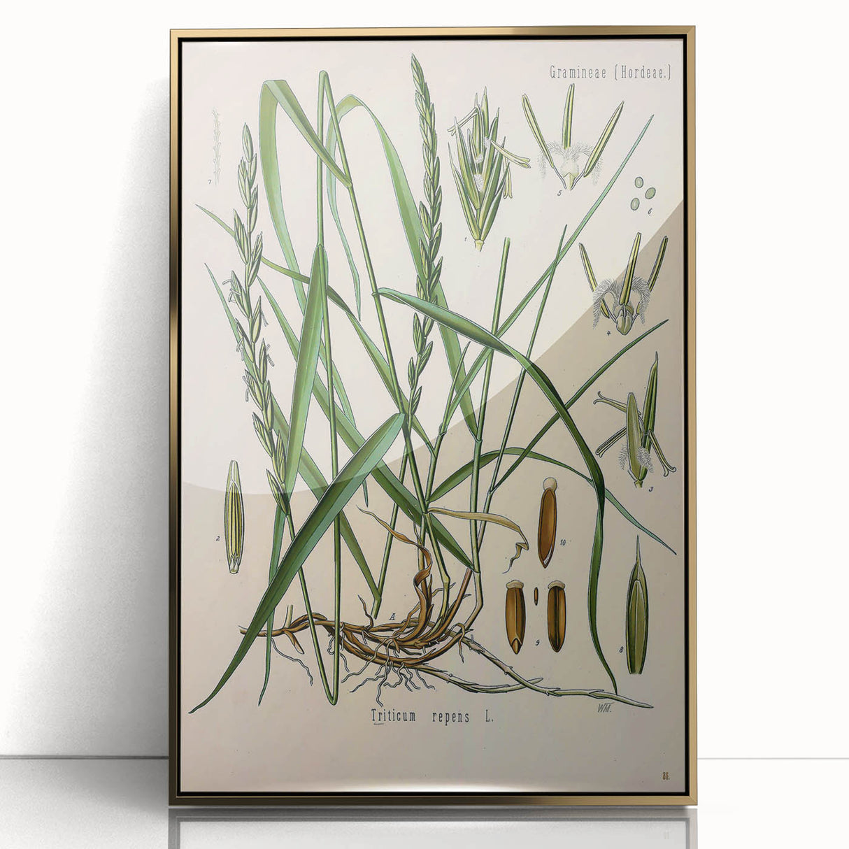 Vintage Botanical Illustration Art – Triticum repens Couch Grass Wall Art