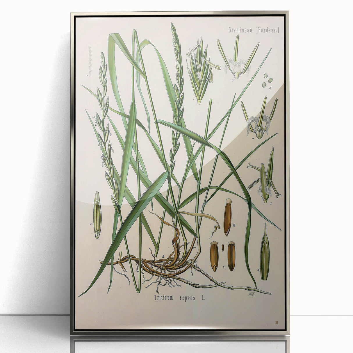Vintage Botanical Illustration Art – Triticum repens Couch Grass Wall Art
