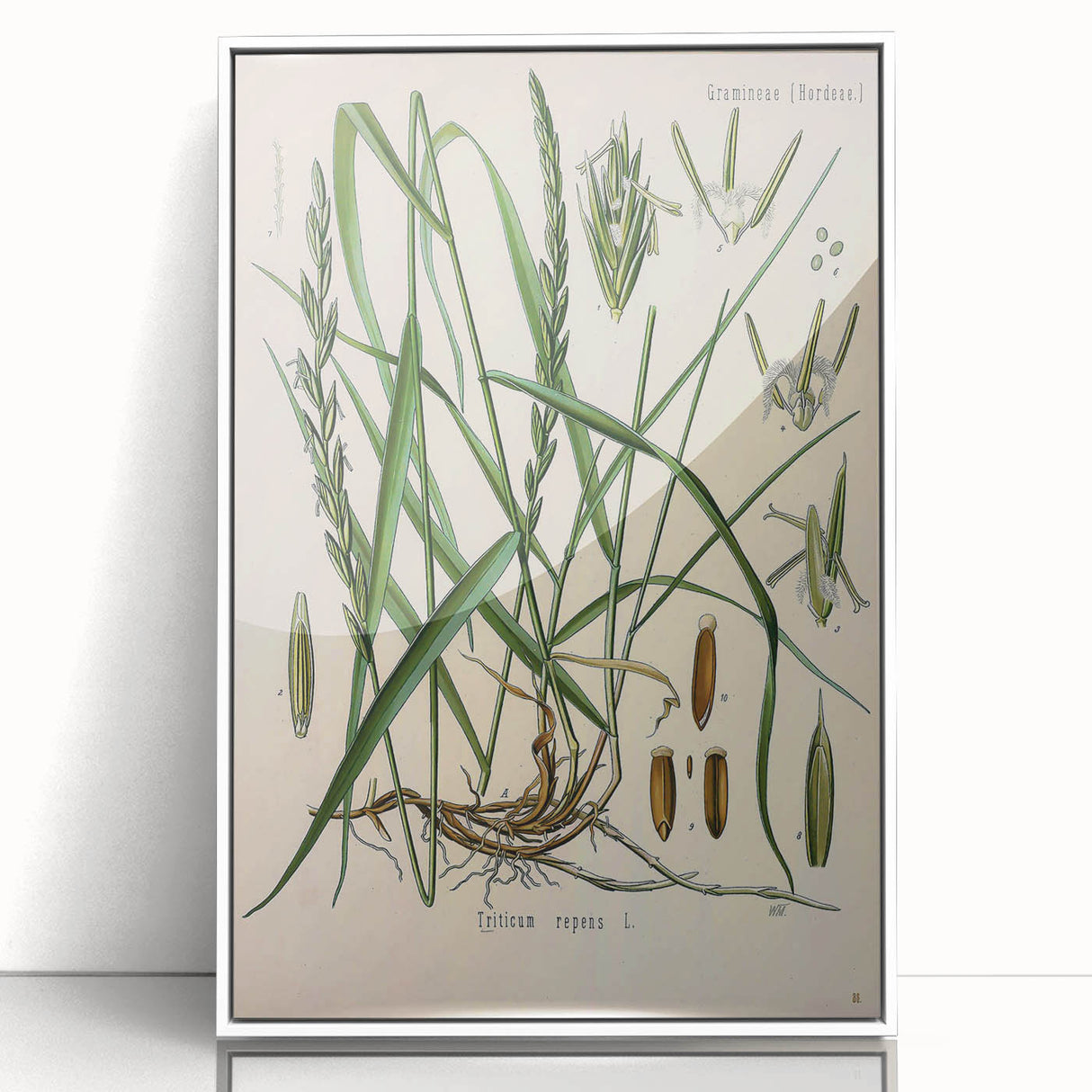 Vintage Botanical Illustration Art – Triticum repens Couch Grass Wall Art