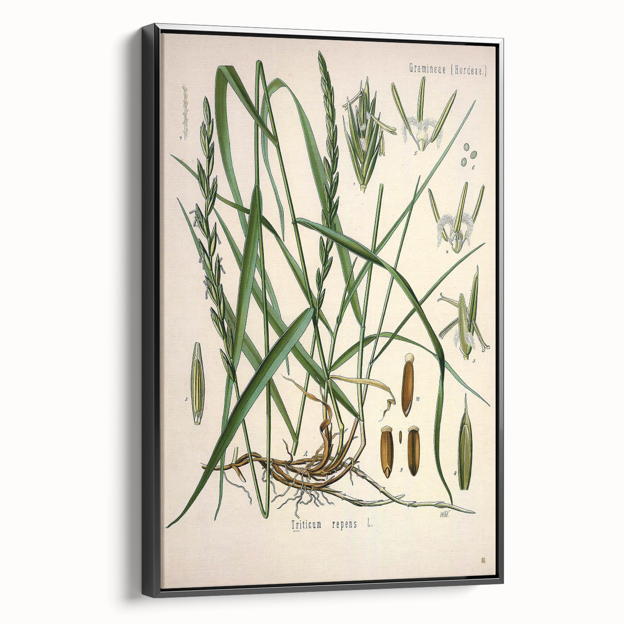 Vintage Botanical Illustration Art – Triticum repens Couch Grass Wall Art
